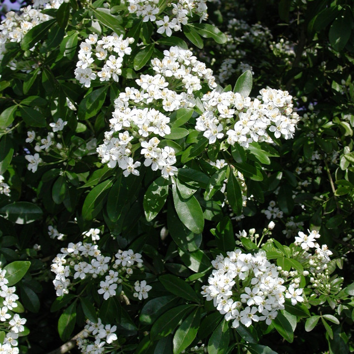 Choisya ternata