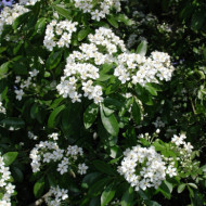 Choisya ternata