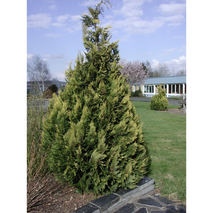 Chamaecyparis lawsoniana 'Alumigold'