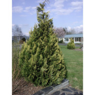 Chamaecyparis lawsoniana 'Alumigold'