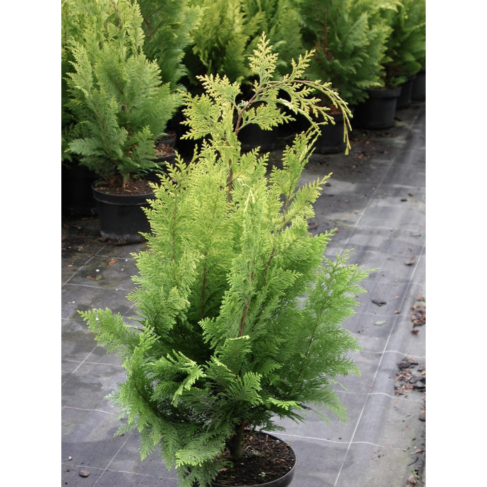 Chamaecyparis lawsoniana 'Alumigold'