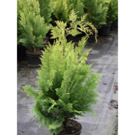 Chamaecyparis lawsoniana 'Alumigold'