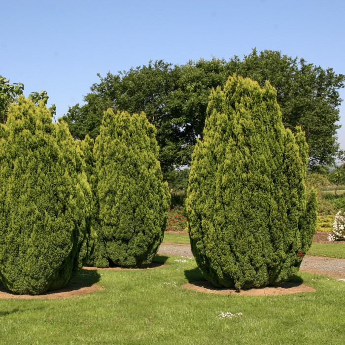Chamaecyparis lawsoniana 'Ellwood's Gold'