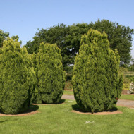 Chamaecyparis lawsoniana 'Ellwood's Gold'