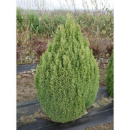 Chamaecyparis lawsoniana 'Ellwood's Gold'