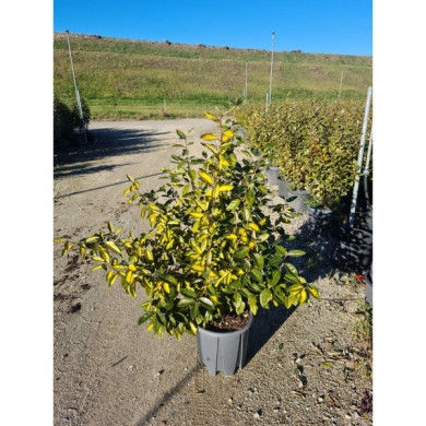 Elaeagnus x ebbingei 'Compacta'