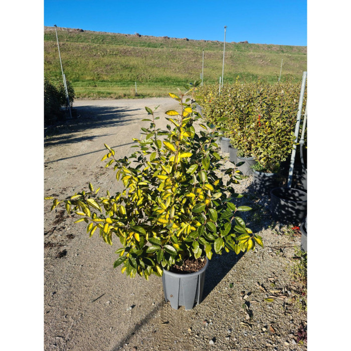 Elaeagnus x ebbingei 'Compacta'