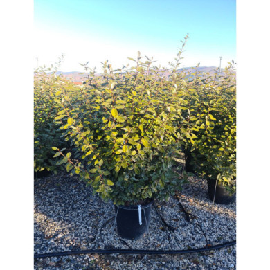 Elaeagnus x ebbingei 'Compacta'