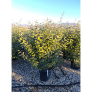 Elaeagnus x ebbingei 'Compacta'