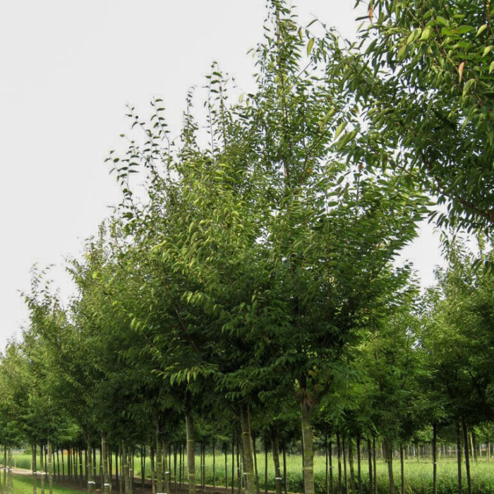 Zelkova serrata