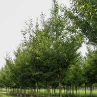 Zelkova serrata
