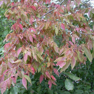 Zelkova serrata