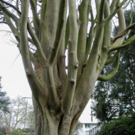 Zelkova serrata