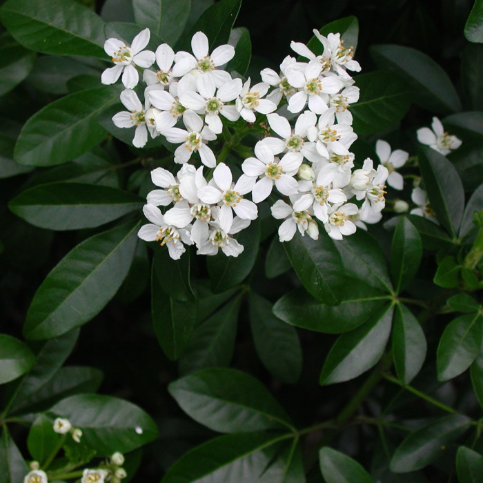 Choisya ternata