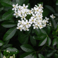 Choisya ternata