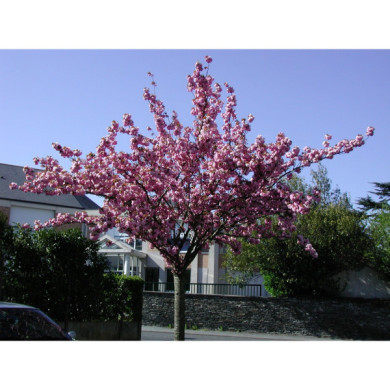 Prunus serrulata 'Fugenzo'