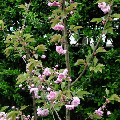 Prunus serrulata 'Fugenzo'