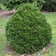 Chamaecyparis lawsoniana 'Minima Glauca'