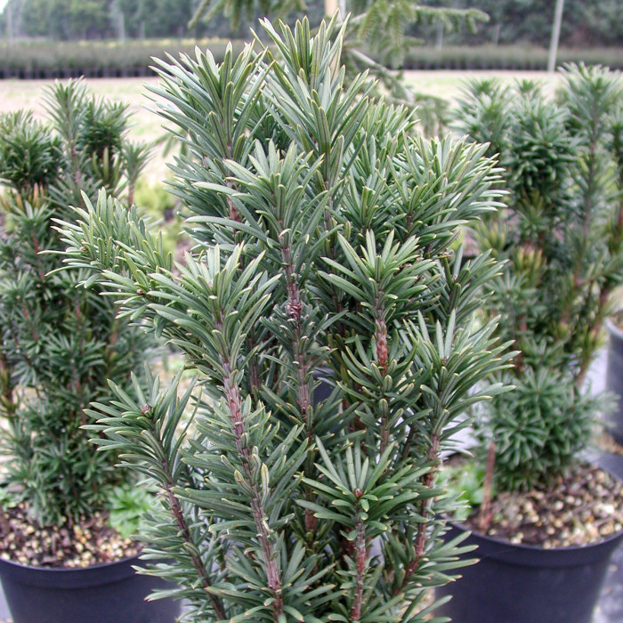 Cephalotaxus harringtonii 'Fastigiata'
