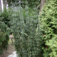 Cephalotaxus harringtonii 'Fastigiata'