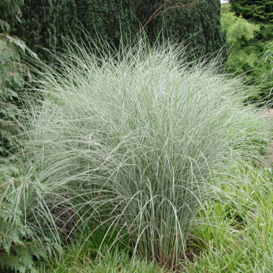 Miscanthus sinensis 'Morning Light'