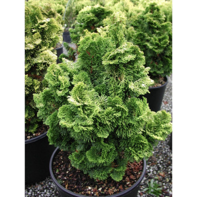 Chamaecyparis obtusa 'Aurora'