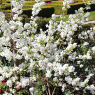 Exochorda racemosa 'Niagara'