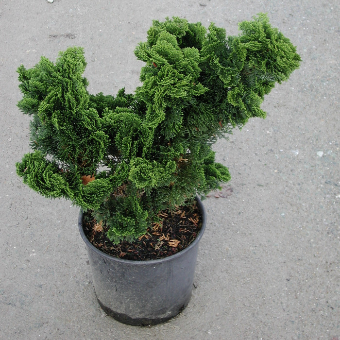 Chamaecyparis obtusa 'Nana Gracilis'