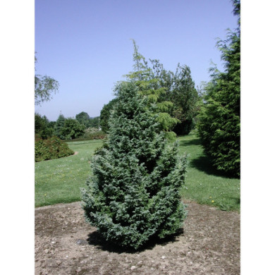 Chamaecyparis pisifera 'Boulevard'