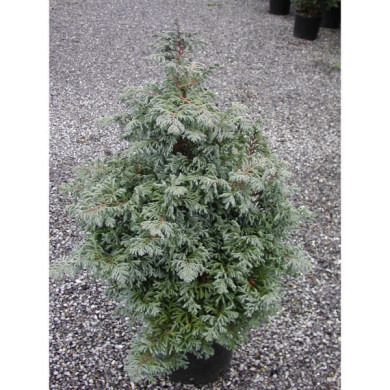 Chamaecyparis pisifera 'Boulevard'