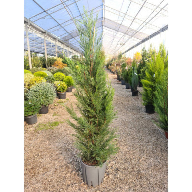 X Cupressocyparis leylandii '2001'