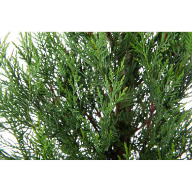 X Cupressocyparis leylandii '2001'