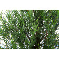 X Cupressocyparis leylandii '2001'