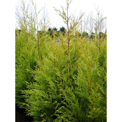 X Cupressocyparis leylandii 'Excalibur Gold Drabb'