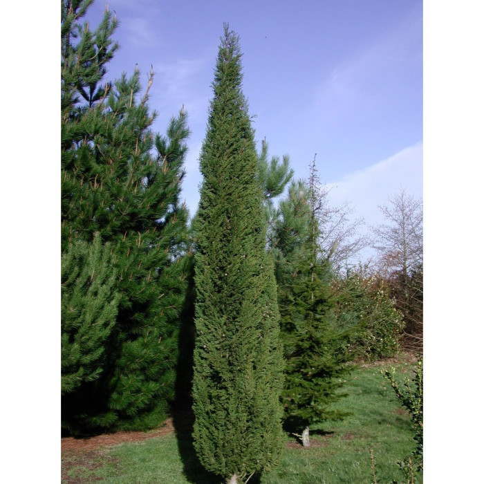 Cupressus sempervirens 'Stricta'