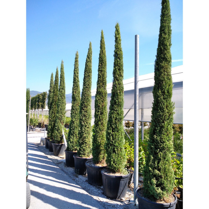 Cupressus sempervirens 'Stricta'