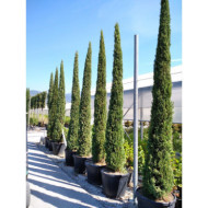 Cupressus sempervirens 'Stricta'