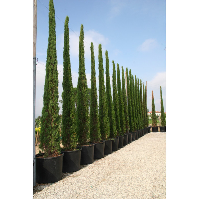 Cupressus sempervirens 'Stricta'