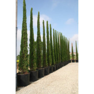 Cupressus sempervirens 'Stricta'