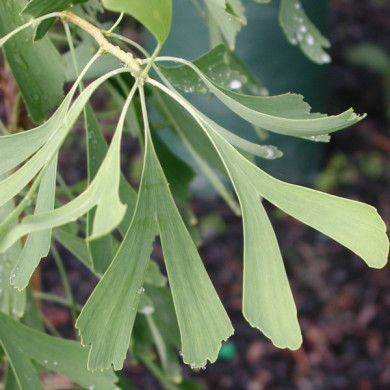 Ginkgo biloba 'Saratoga'