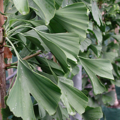 Ginkgo biloba 'Tremonia'