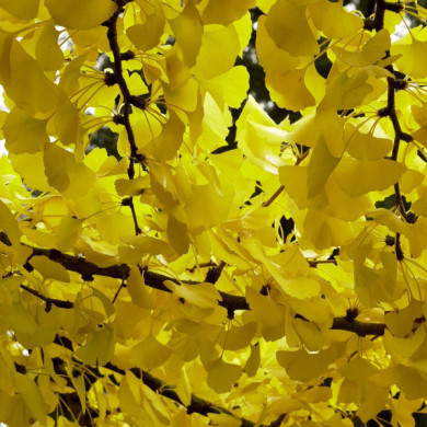 Ginkgo biloba 'Autumn Gold'