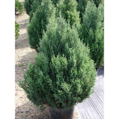 Juniperus chinensis 'Stricta'