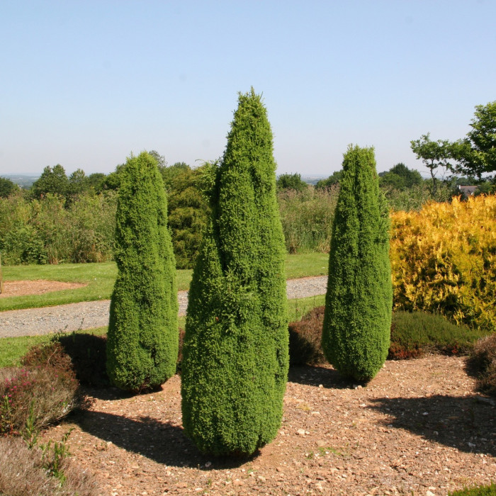 Juniperus communis 'Compressa'