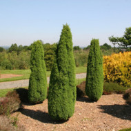 Juniperus communis 'Compressa'