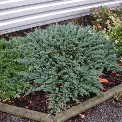 Juniperus horizontalis 'Blue Chip'
