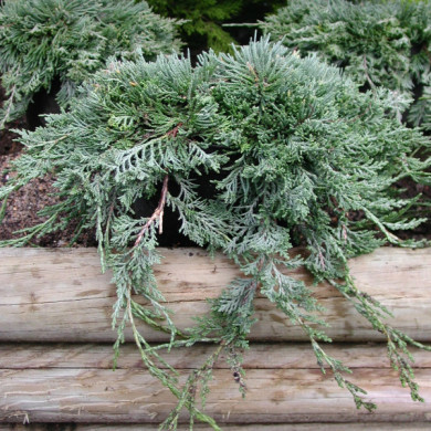 Juniperus horizontalis 'Wiltonii'