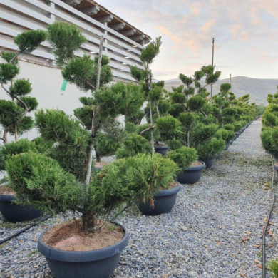 Juniperus x pfitzeriana 'Mint Julep'