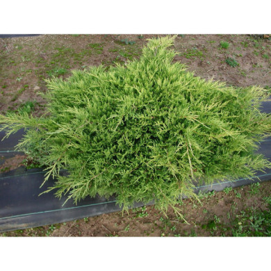 Juniperus x pfitzeriana 'Old Gold'