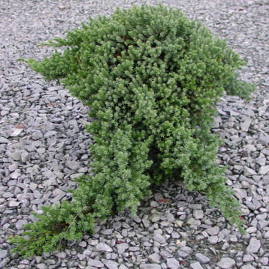 Juniperus procumbens 'Nana'